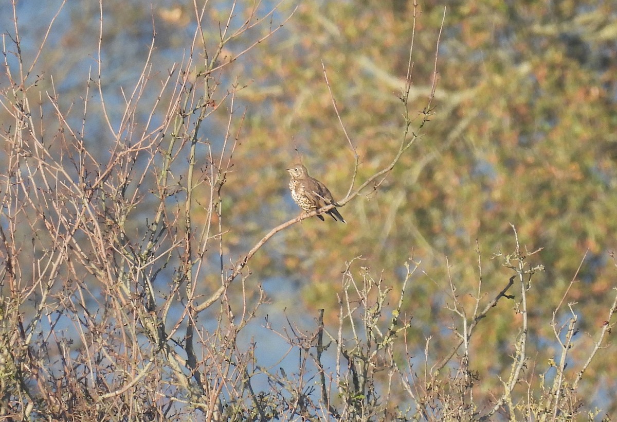 槲鶇 - ML645797571