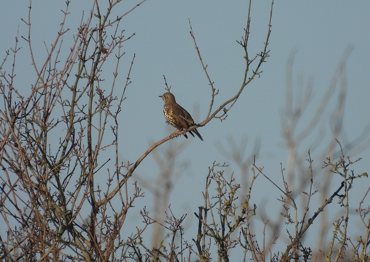 槲鶇 - ML645797572