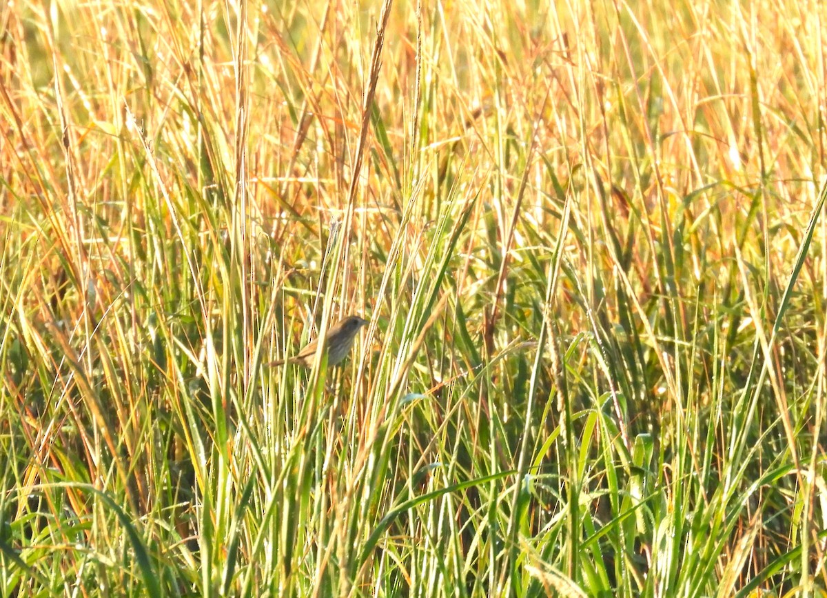 Seaside Sparrow - ML645797575