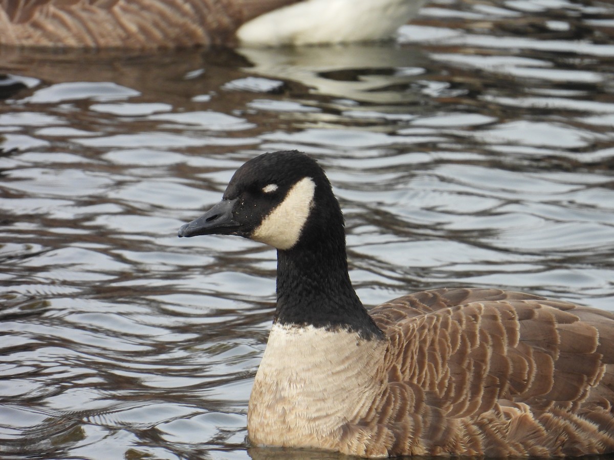 Canada Goose - ML645797578