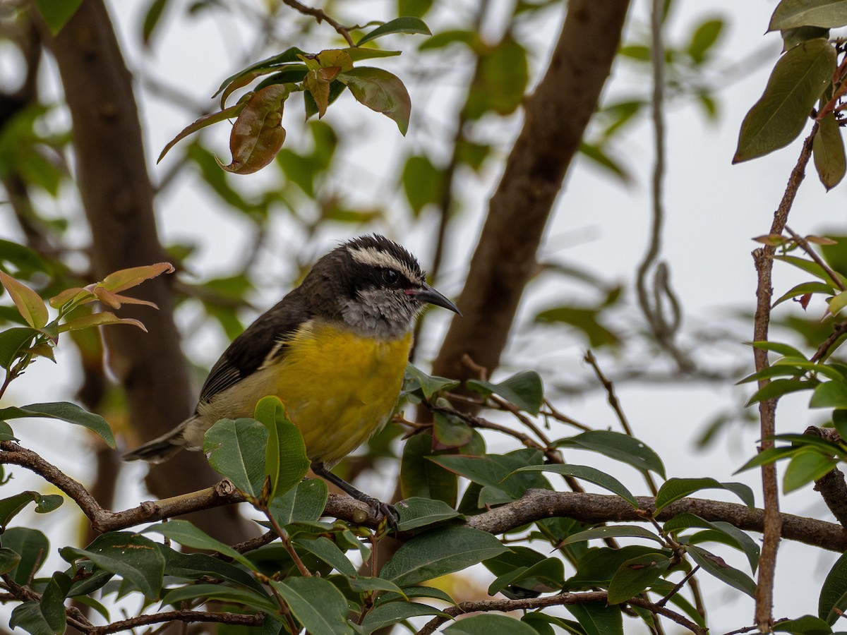 Sucrier à ventre jaune - ML645797582