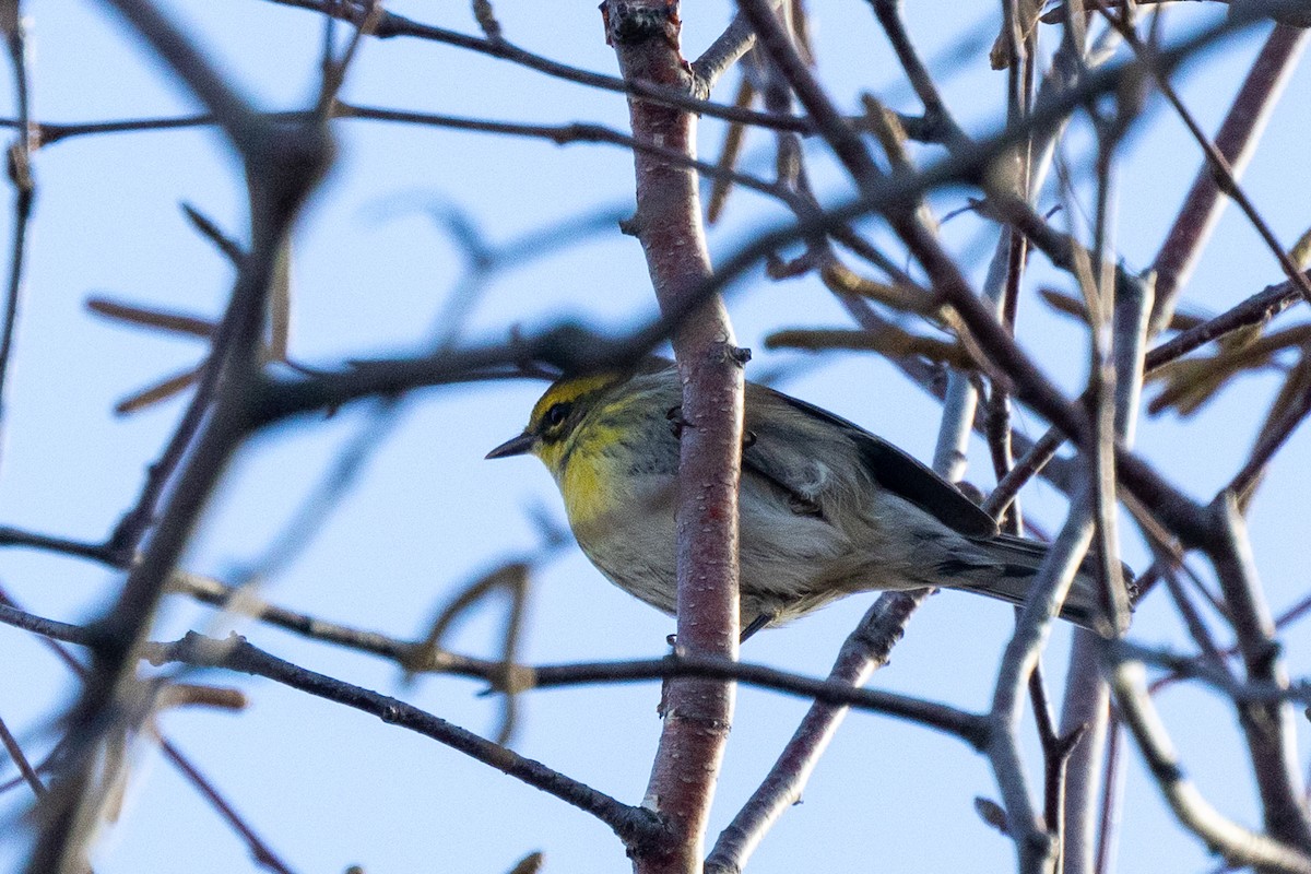 Townsend's Warbler - ML645797583