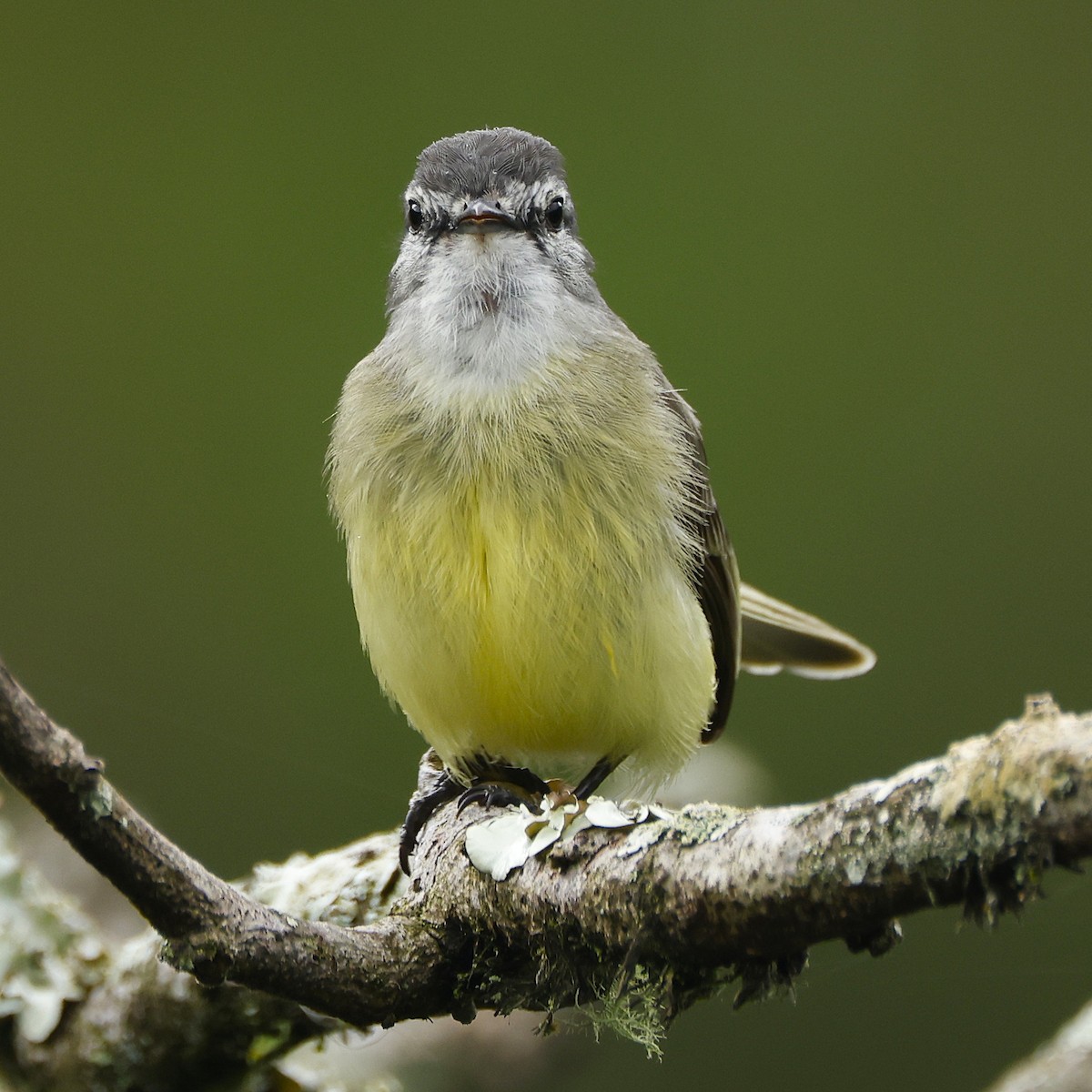 Sooty-headed Tyrannulet - ML645797594