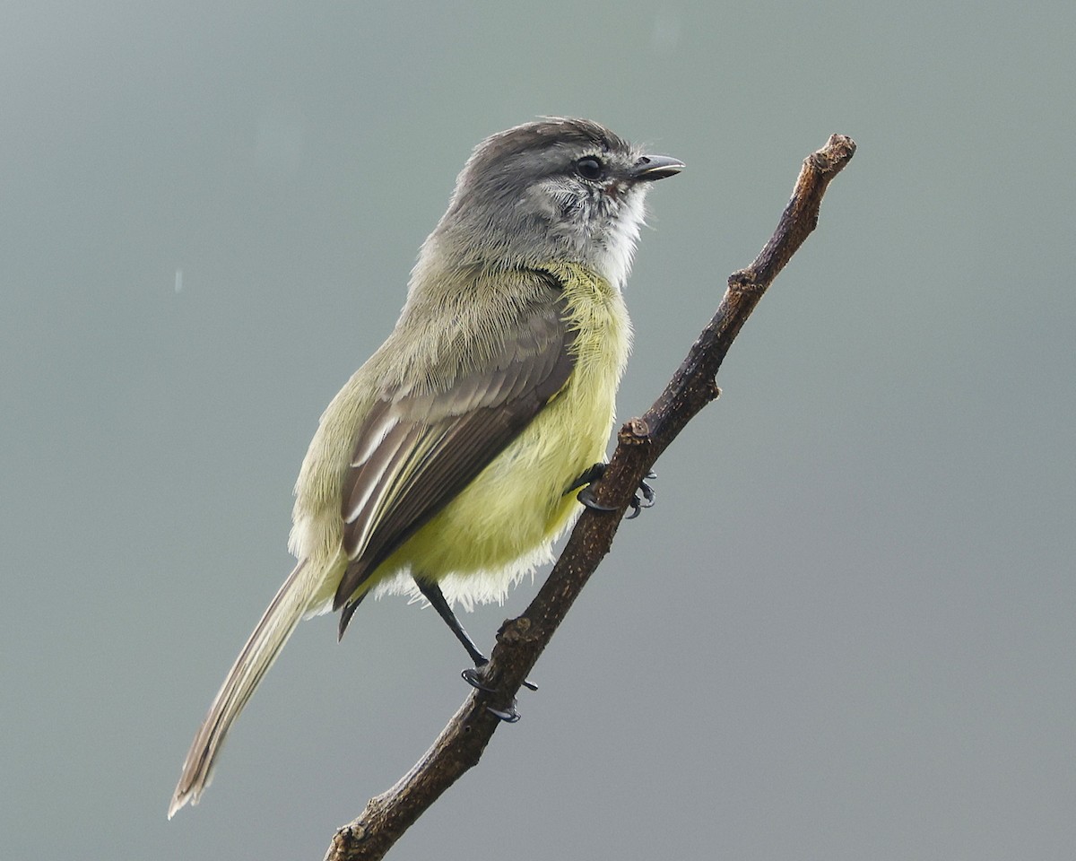 Sooty-headed Tyrannulet - ML645797595