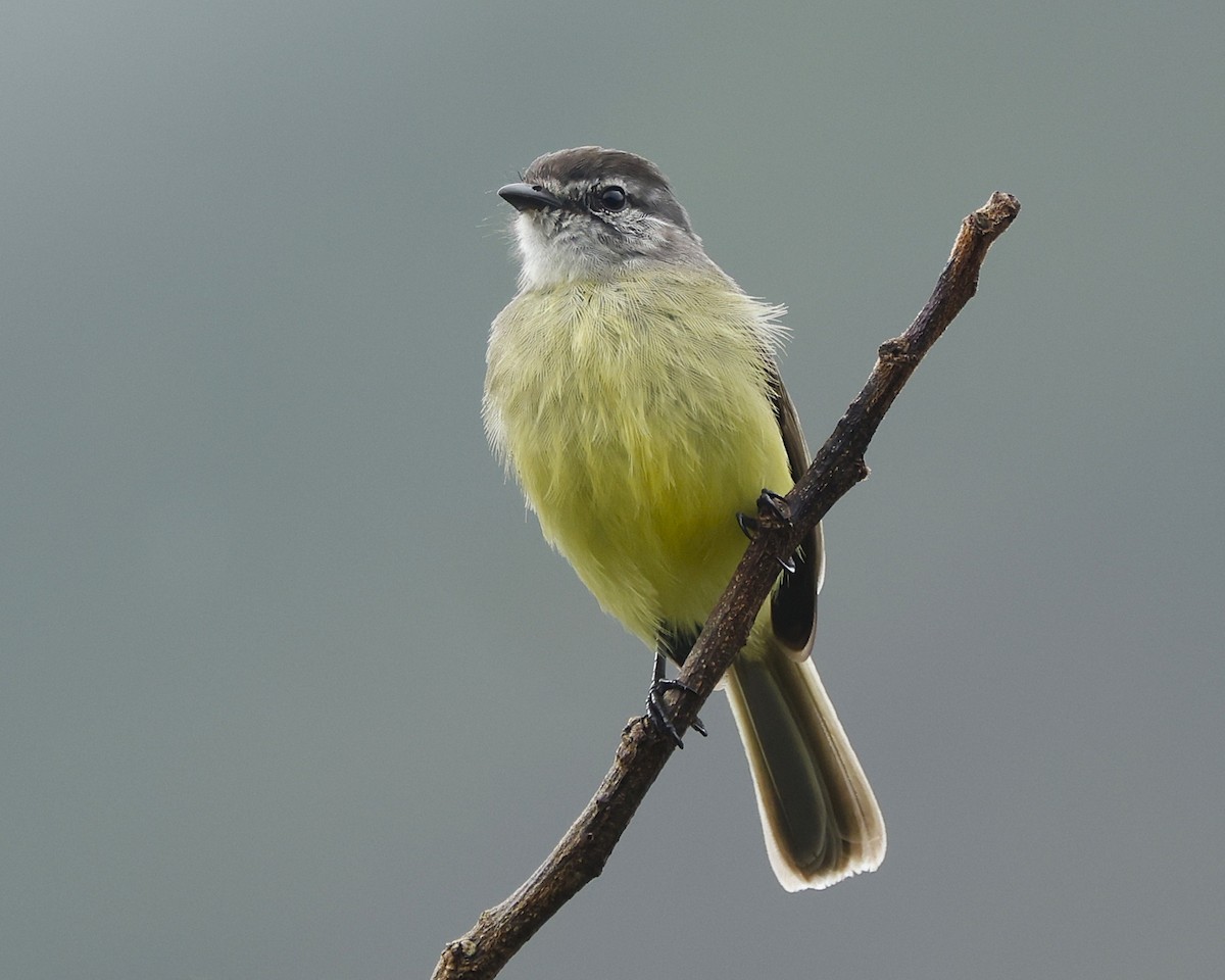 Sooty-headed Tyrannulet - ML645797596