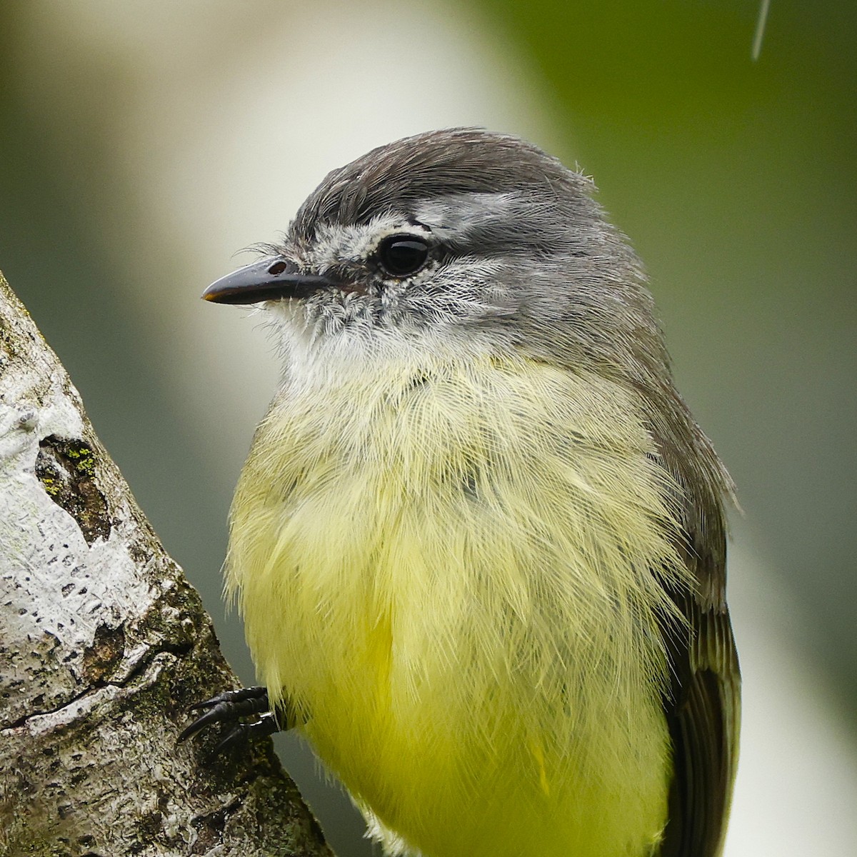 Sooty-headed Tyrannulet - ML645797597