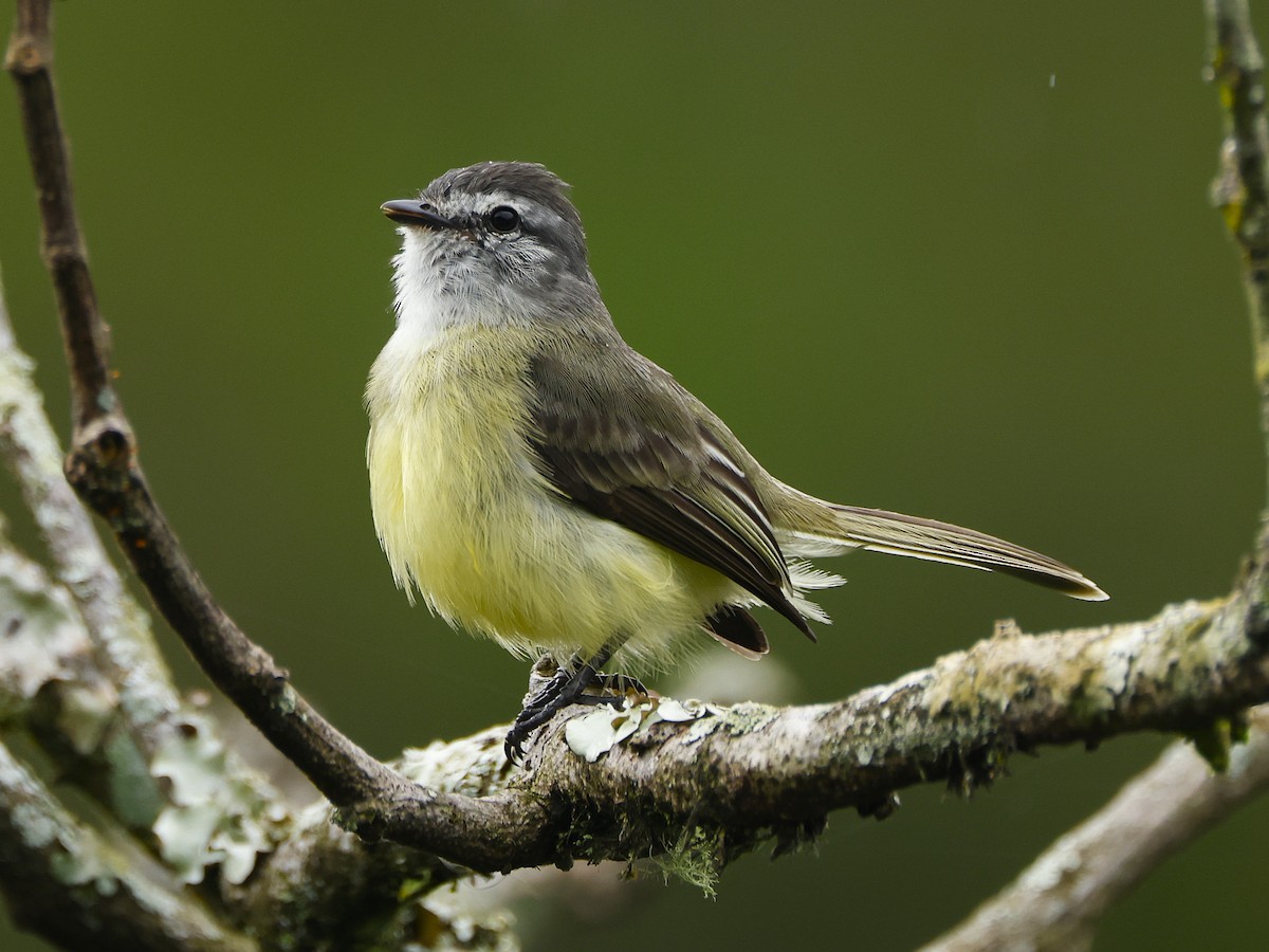 Sooty-headed Tyrannulet - ML645797598