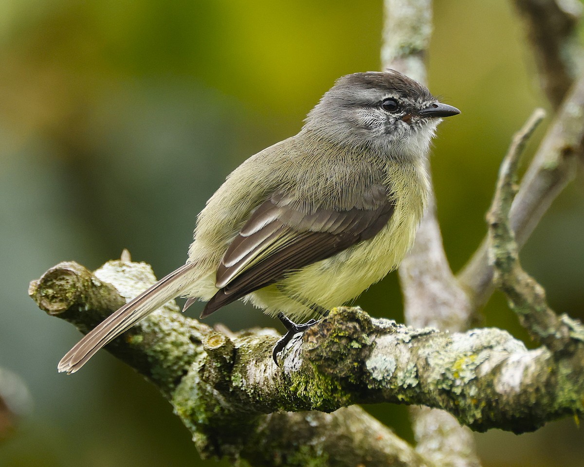 Sooty-headed Tyrannulet - ML645797599