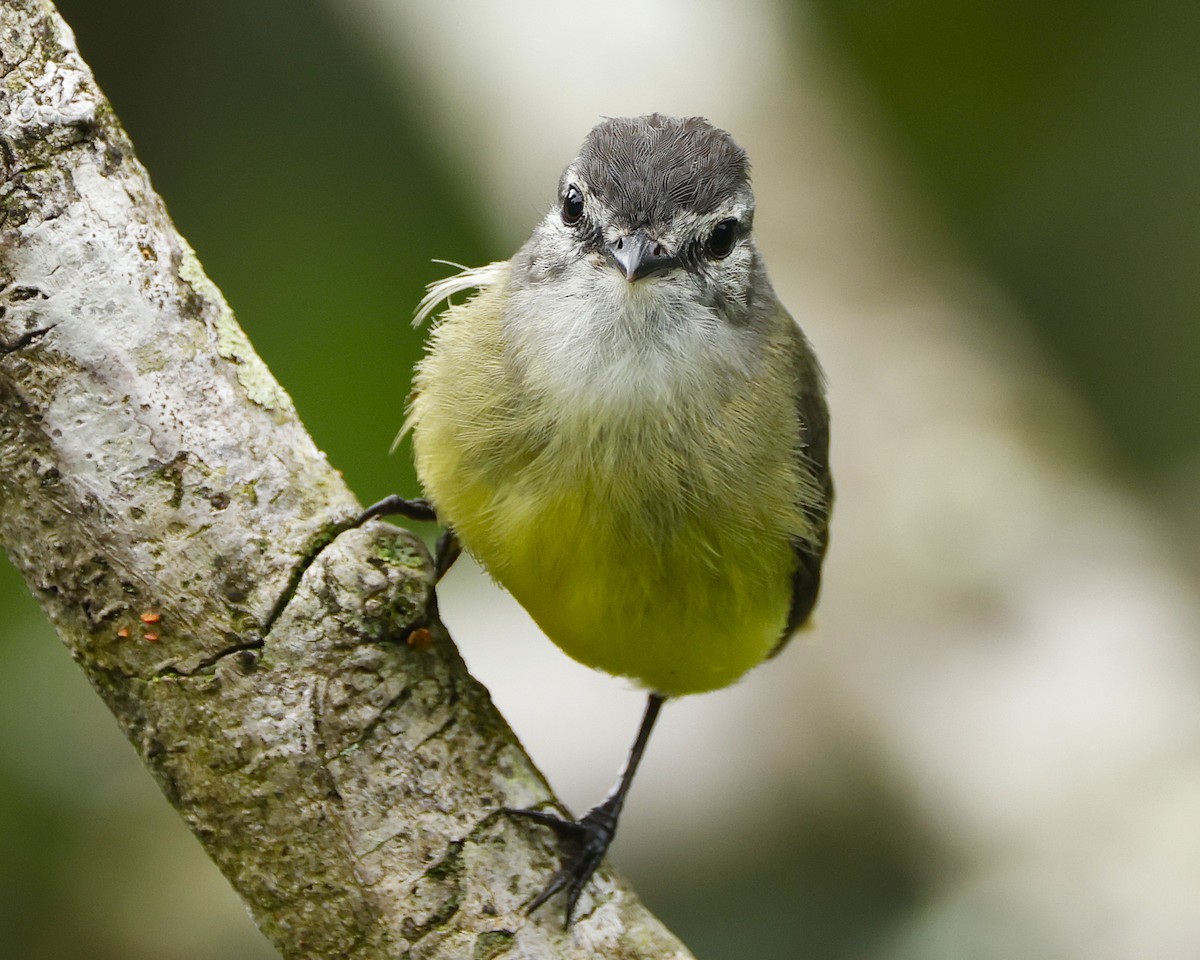 Sooty-headed Tyrannulet - ML645797600
