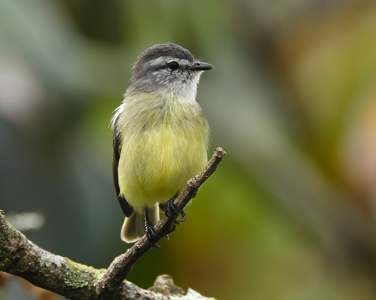 Sooty-headed Tyrannulet - ML645797601