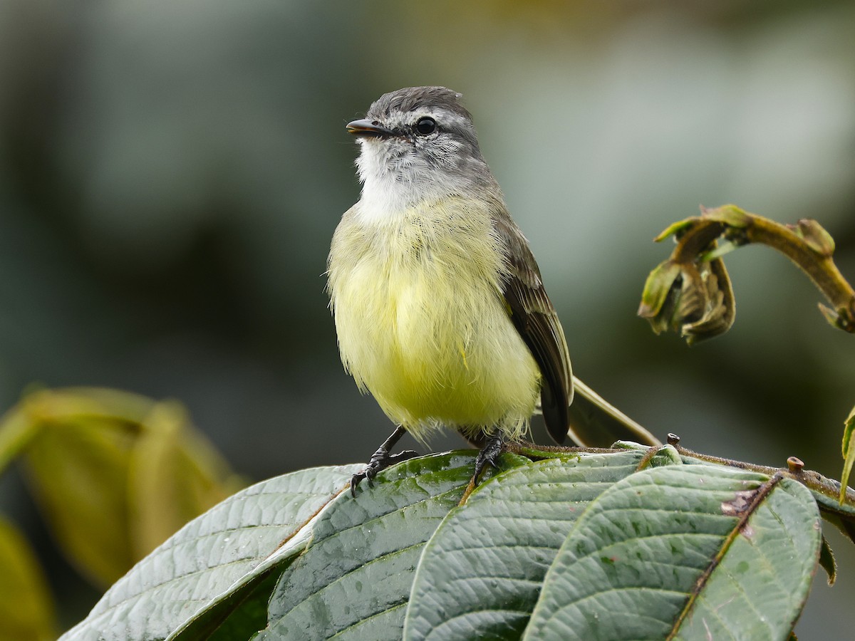Sooty-headed Tyrannulet - ML645797602