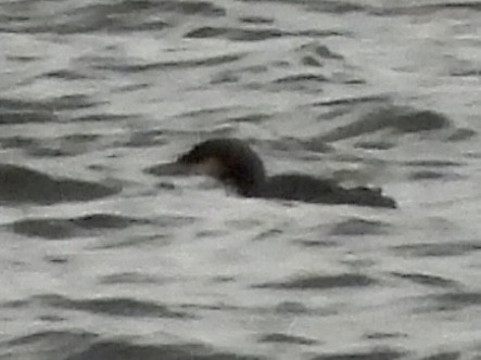 Pacific Loon - ML645797608