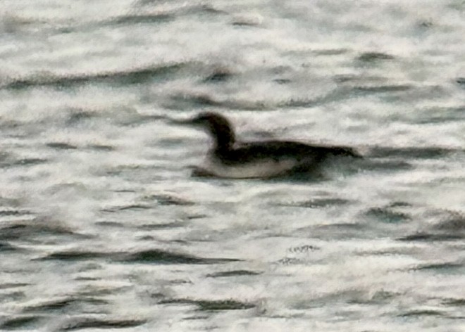 Pacific Loon - ML645797610