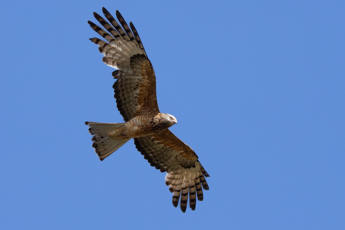 Чубатый коршун - ML645797619