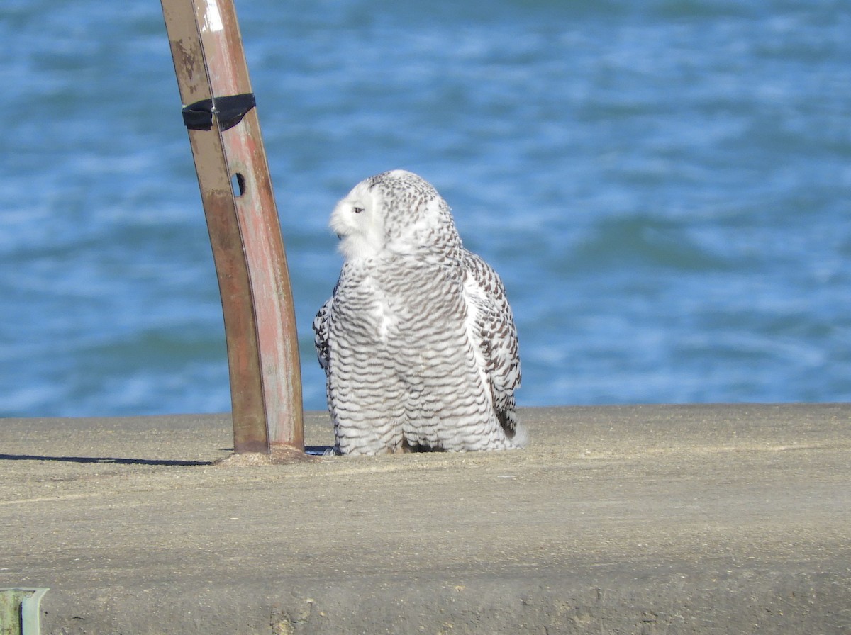 Snowy Owl - ML645797628