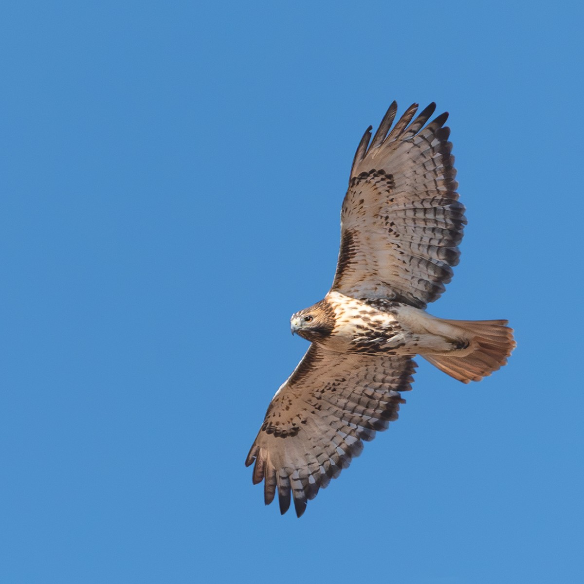 Red-tailed Hawk - ML645797631