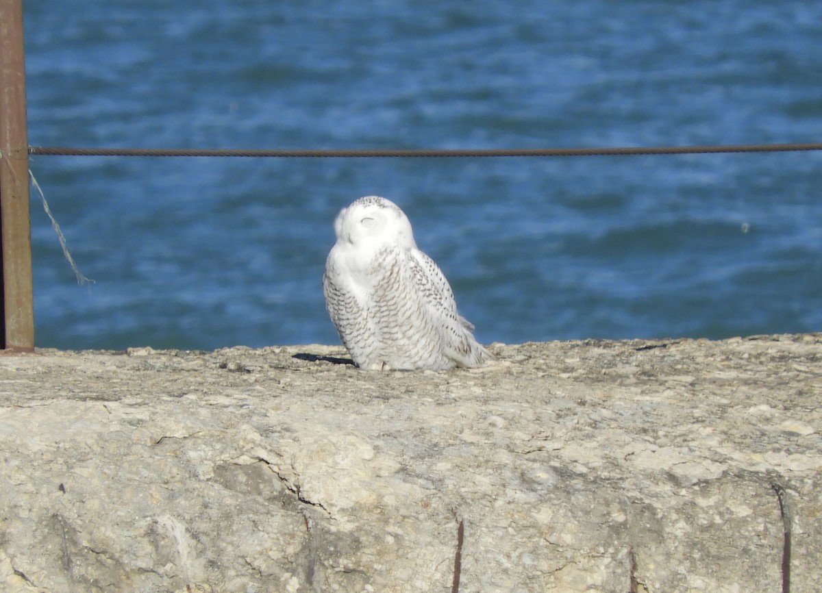 Snowy Owl - ML645797632