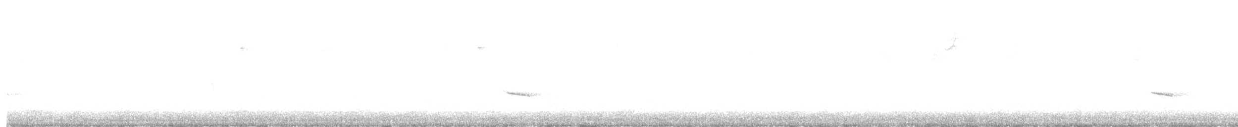 Hermit Thrush - ML645797633