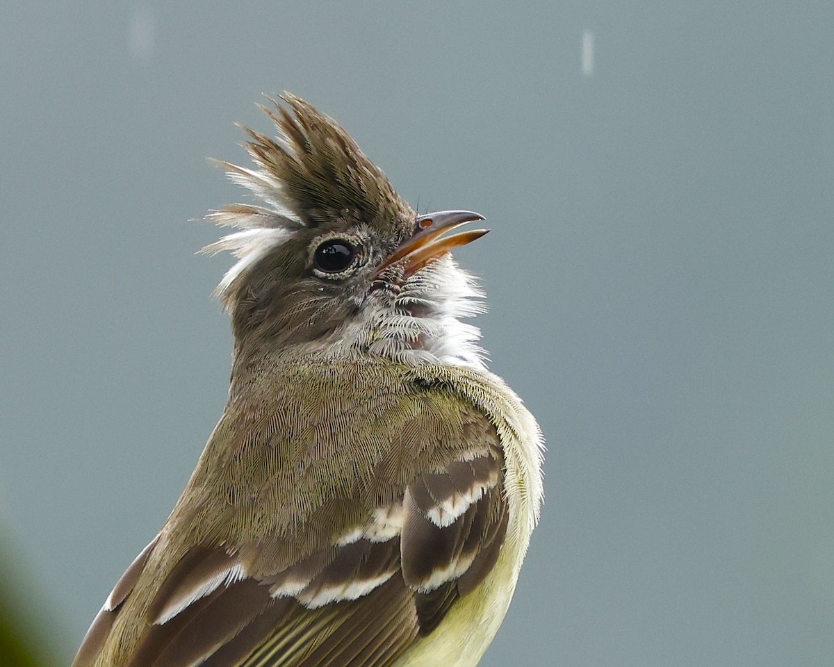 Желтобрюхая эления - ML645797634