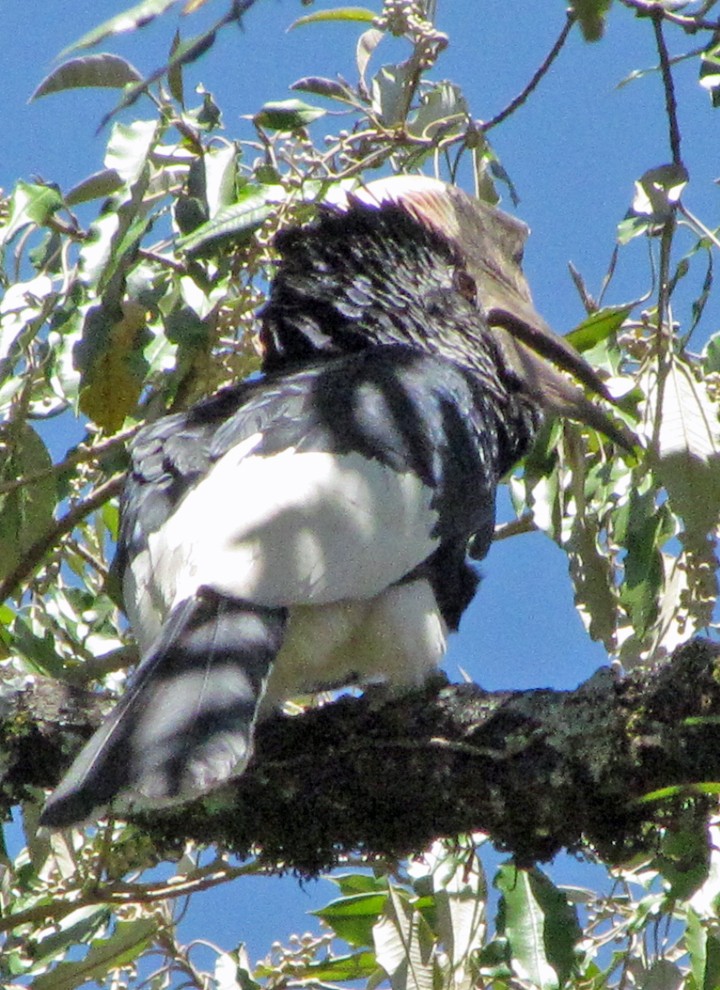 Black-and-white-casqued Hornbill - ML645797636