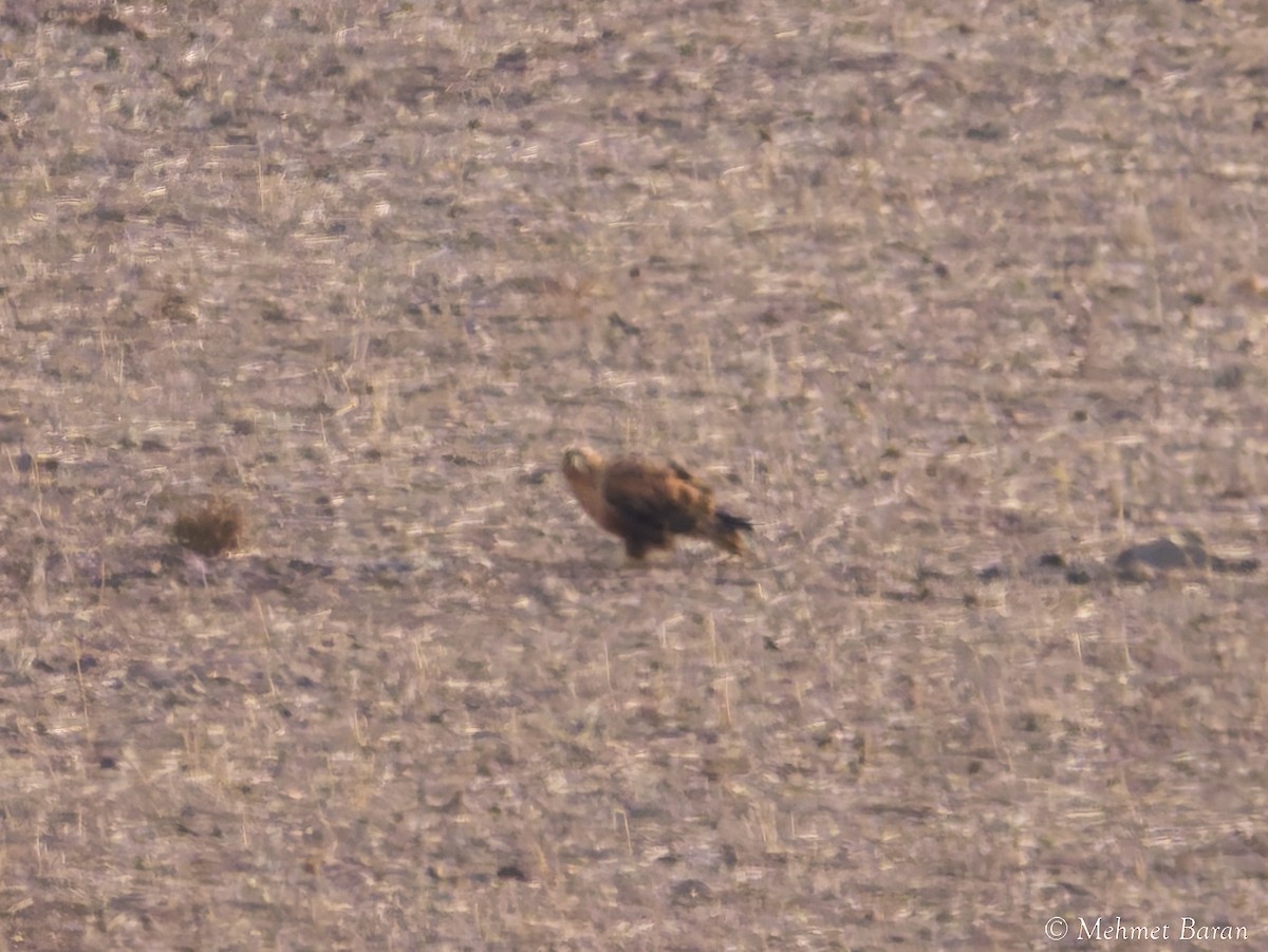 דורס יום בלתי-מזוהה (עקב) - ML645797641