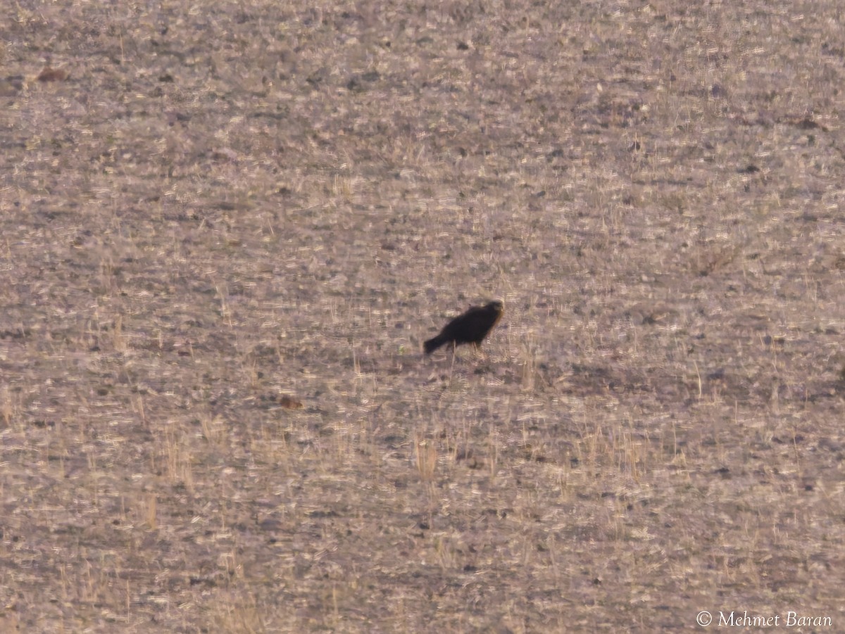 דורס יום בלתי-מזוהה (עקב) - ML645797642