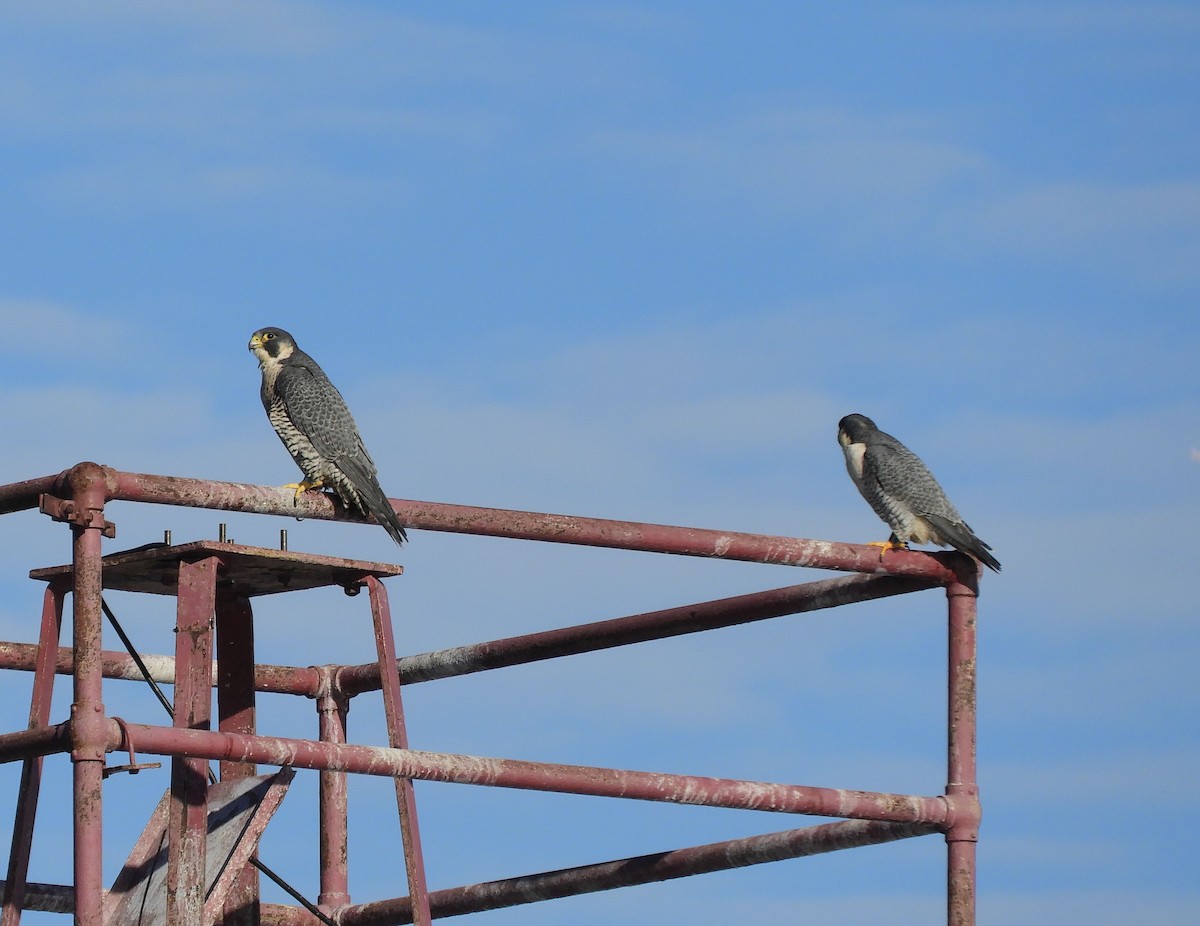 Peregrine Falcon - ML645797646