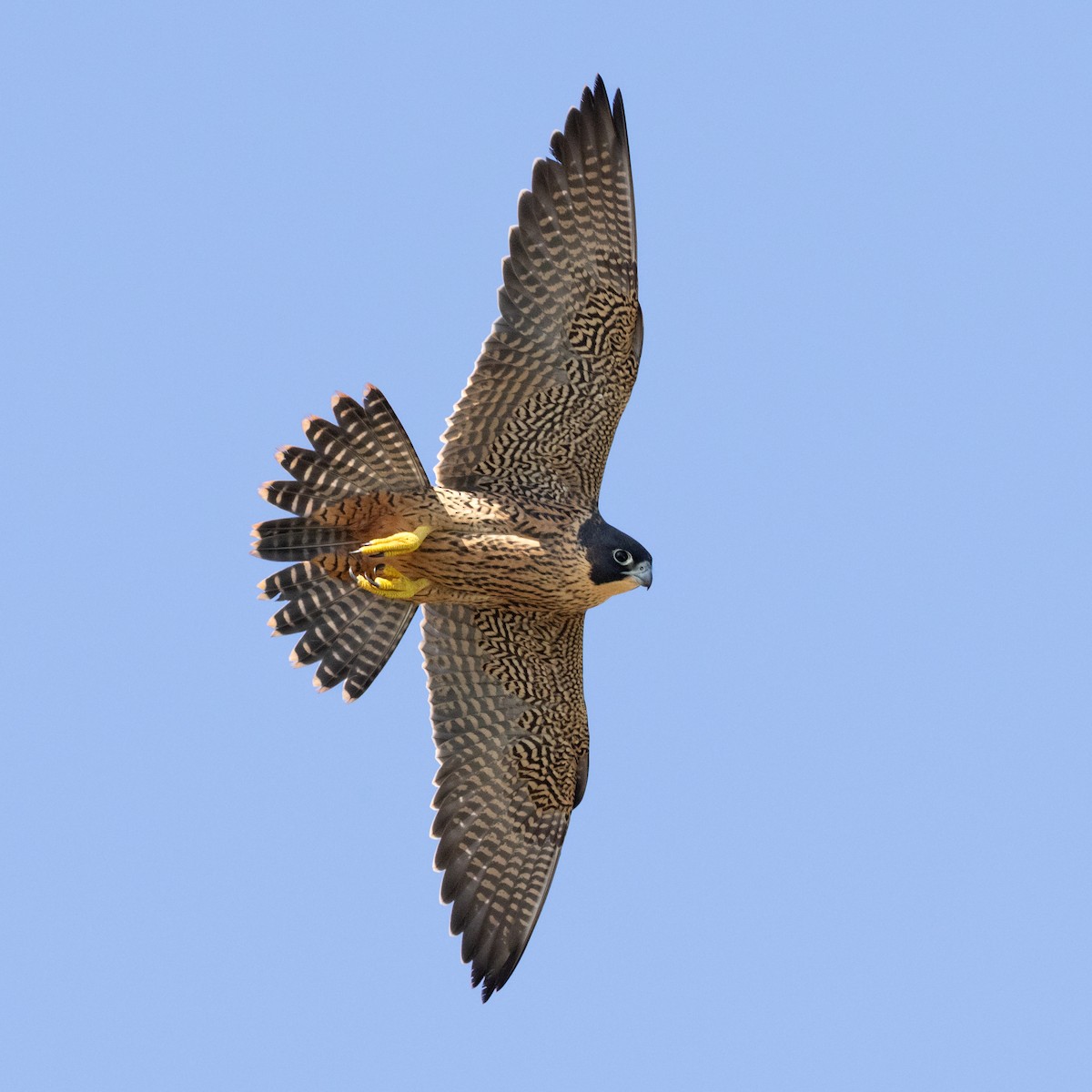 Peregrine Falcon - ML645797648