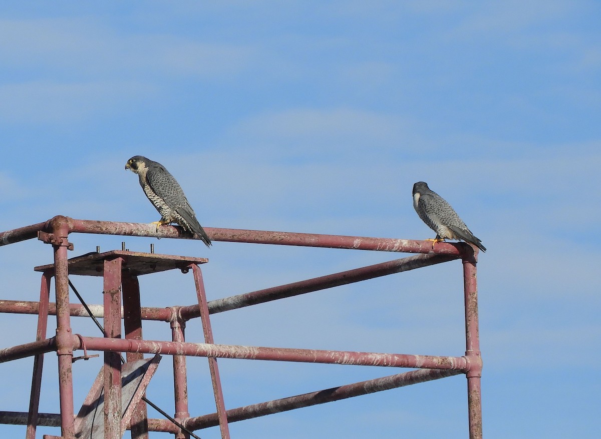 Peregrine Falcon - ML645797657