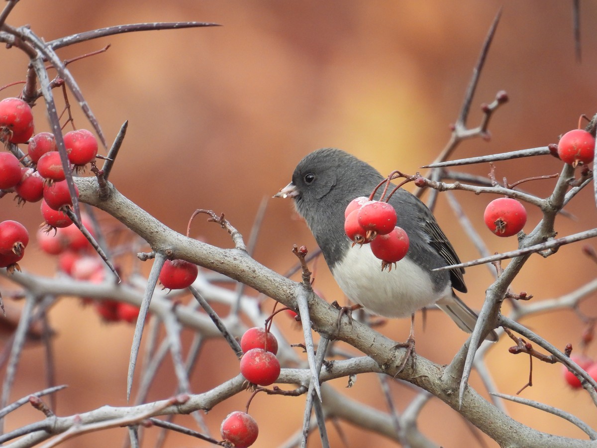 Dark-eyed Junco - ML645797659