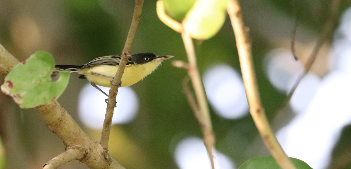 Common Tody-Flycatcher - ML645797664