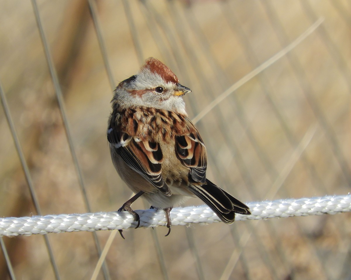 American Tree Sparrow - ML645797675