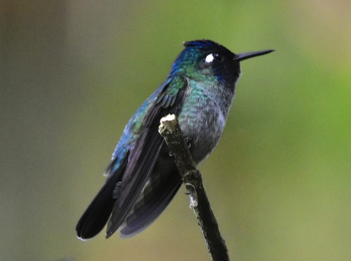 Violet-headed Hummingbird - ML645797676