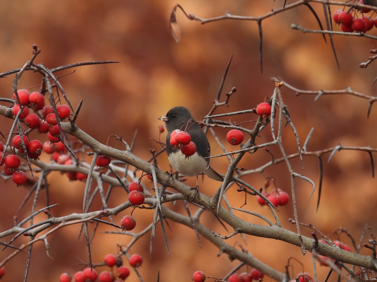 Dark-eyed Junco - ML645797677