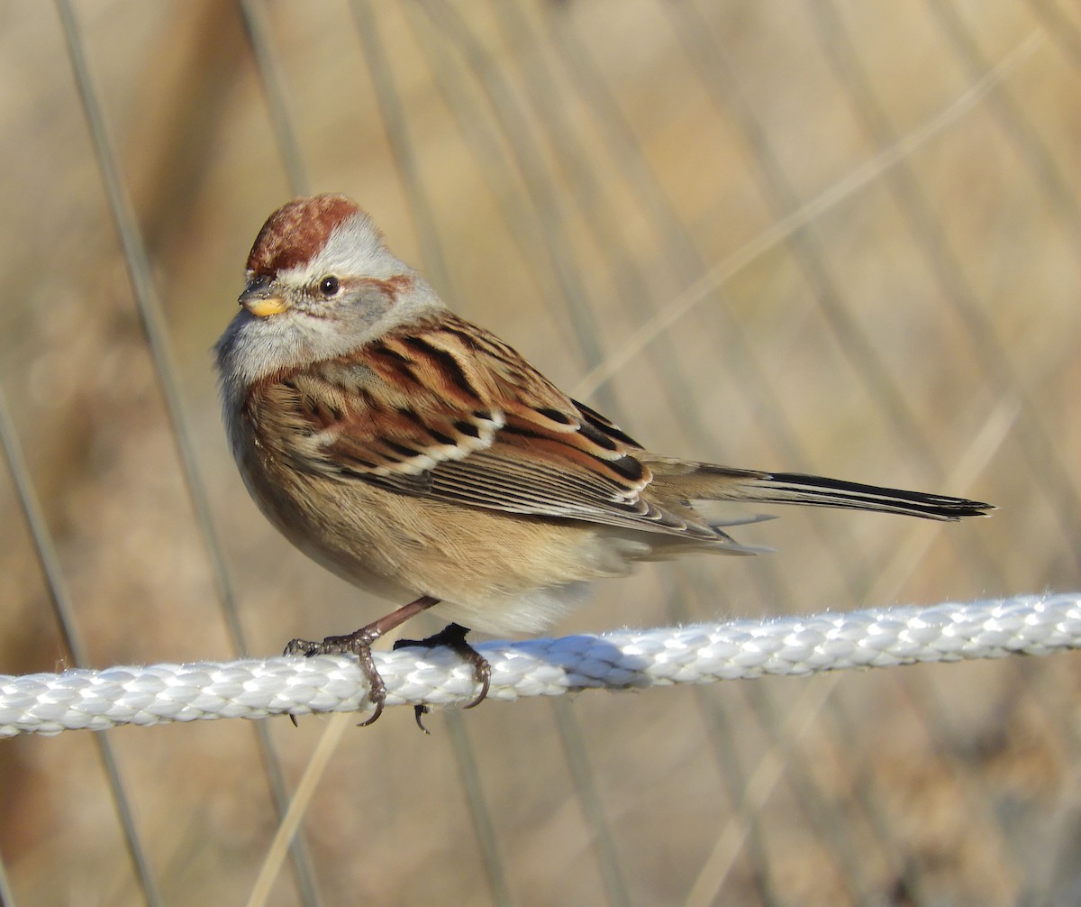 American Tree Sparrow - ML645797686