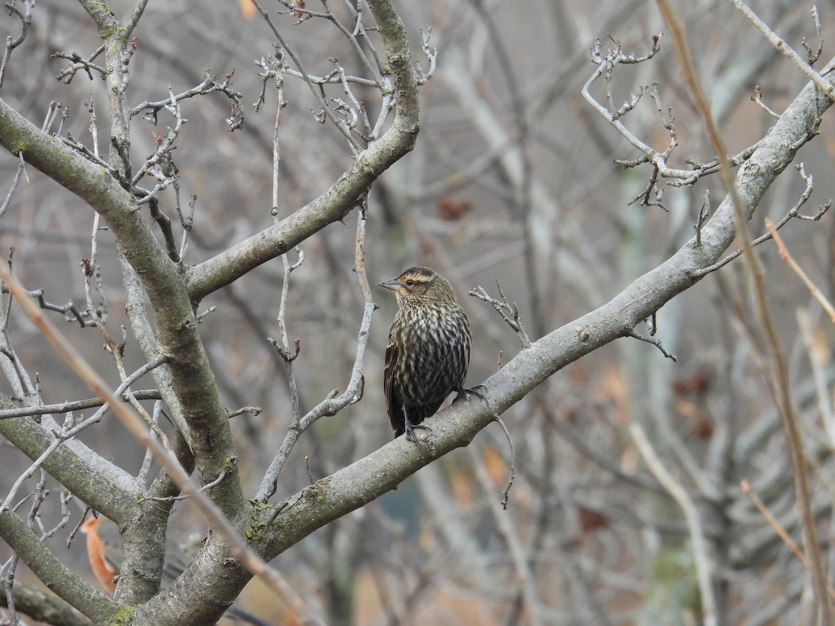 Red-winged Blackbird - ML645797691