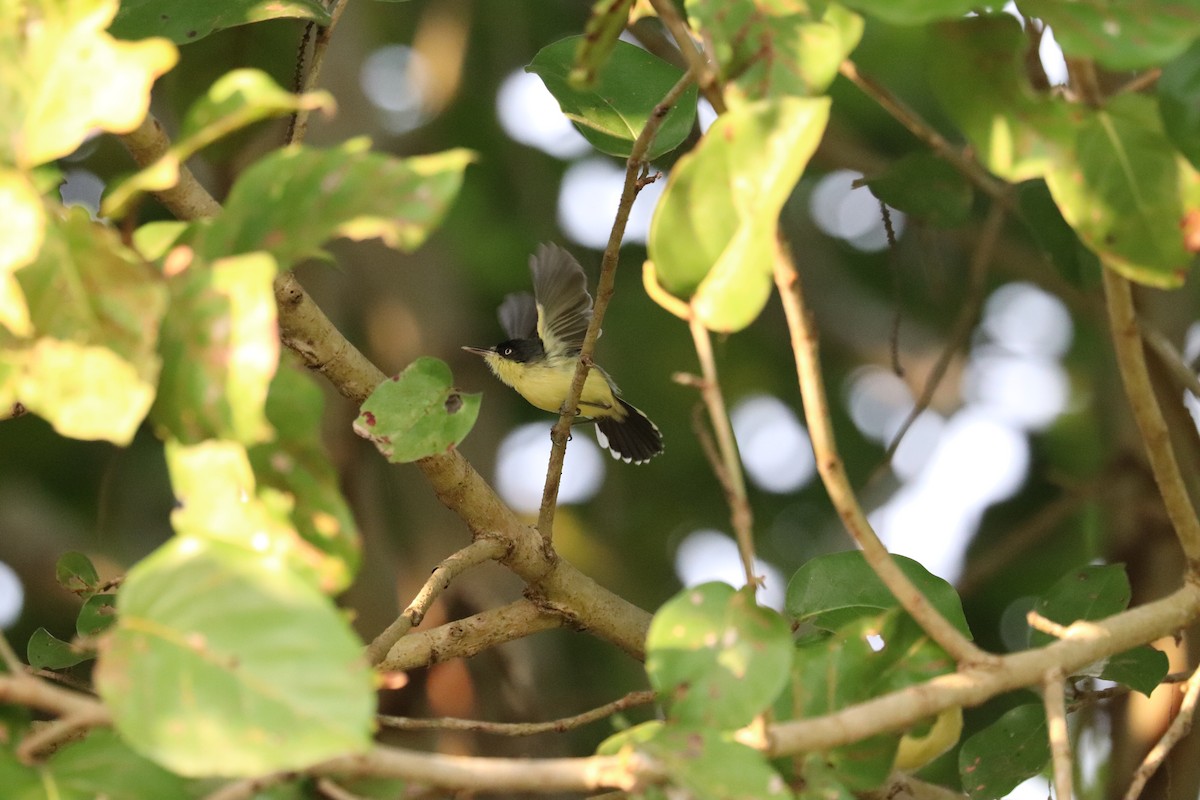 Common Tody-Flycatcher - ML645797692