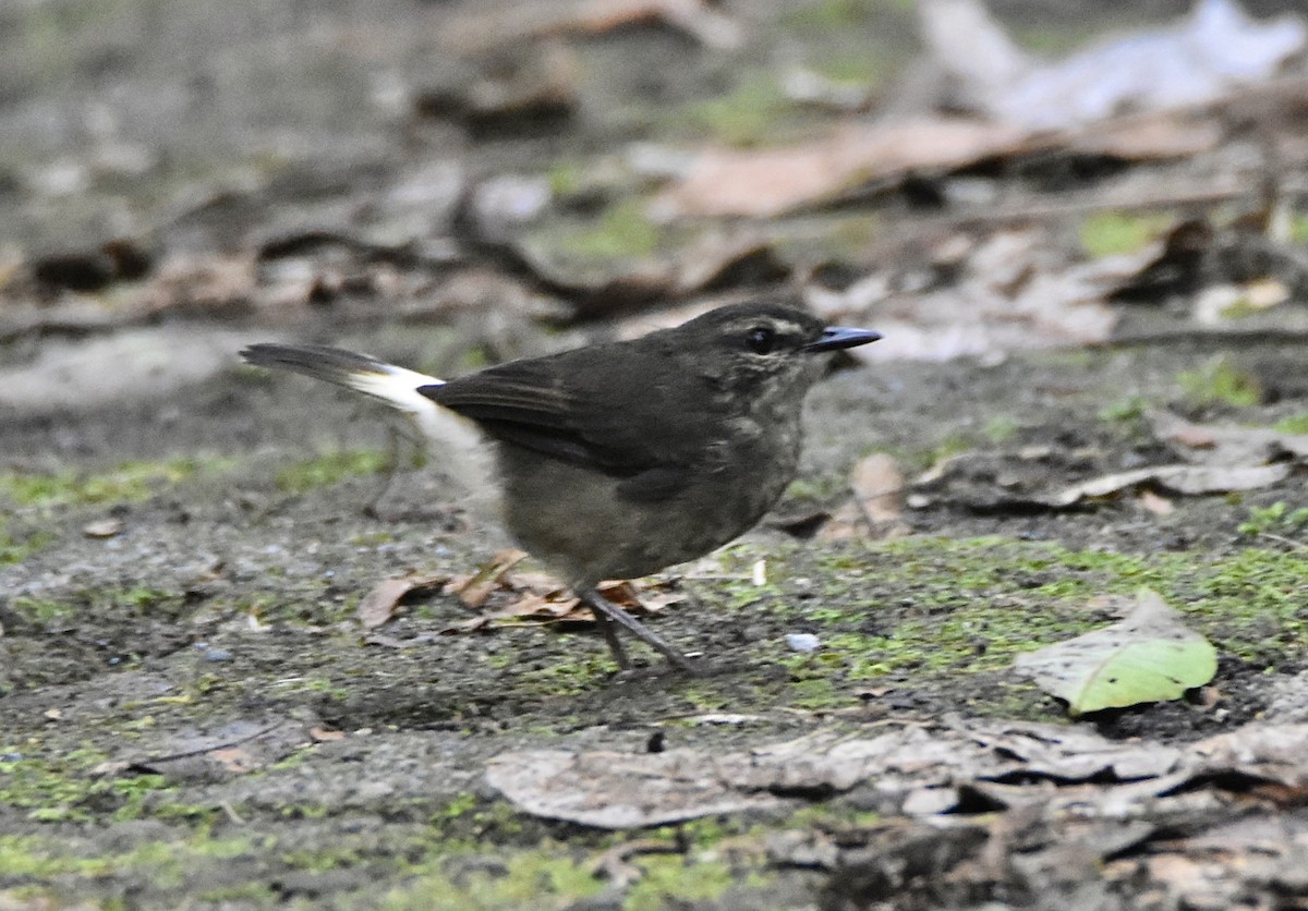 Buff-rumped Warbler - ML645797698