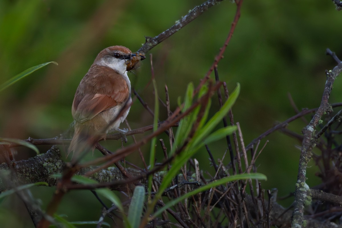 Yellow-chinned Spinetail - ML645797700