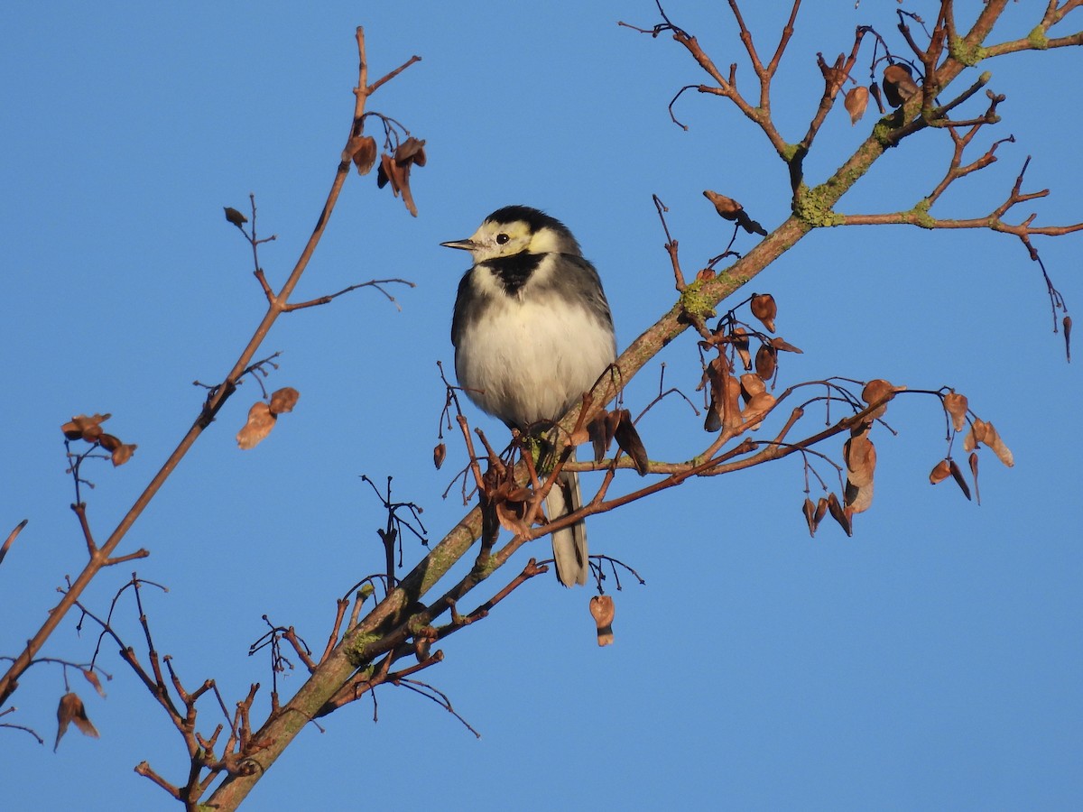 White Wagtail (British) - ML645797708