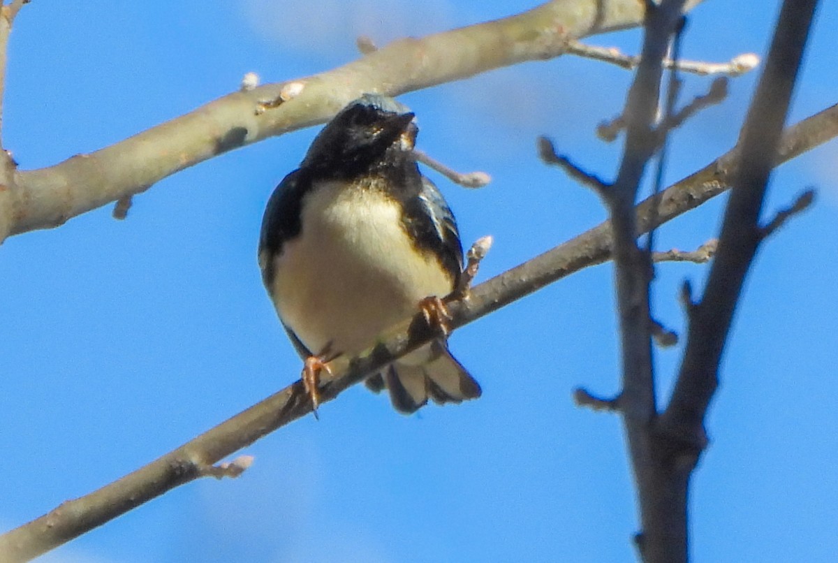 Black-throated Blue Warbler - ML645797720