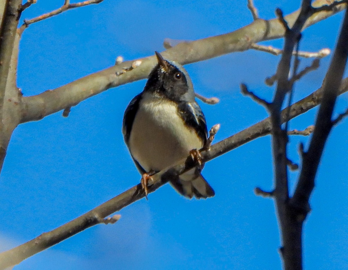 Black-throated Blue Warbler - ML645797721