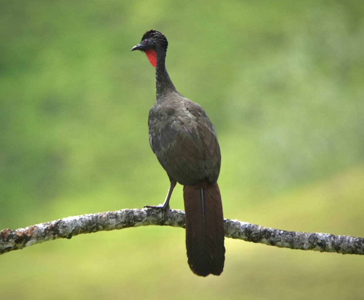 Crested Guan - ML645797725