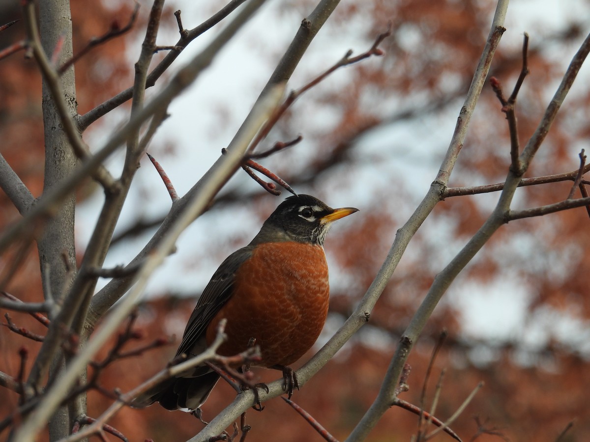 American Robin - ML645797728