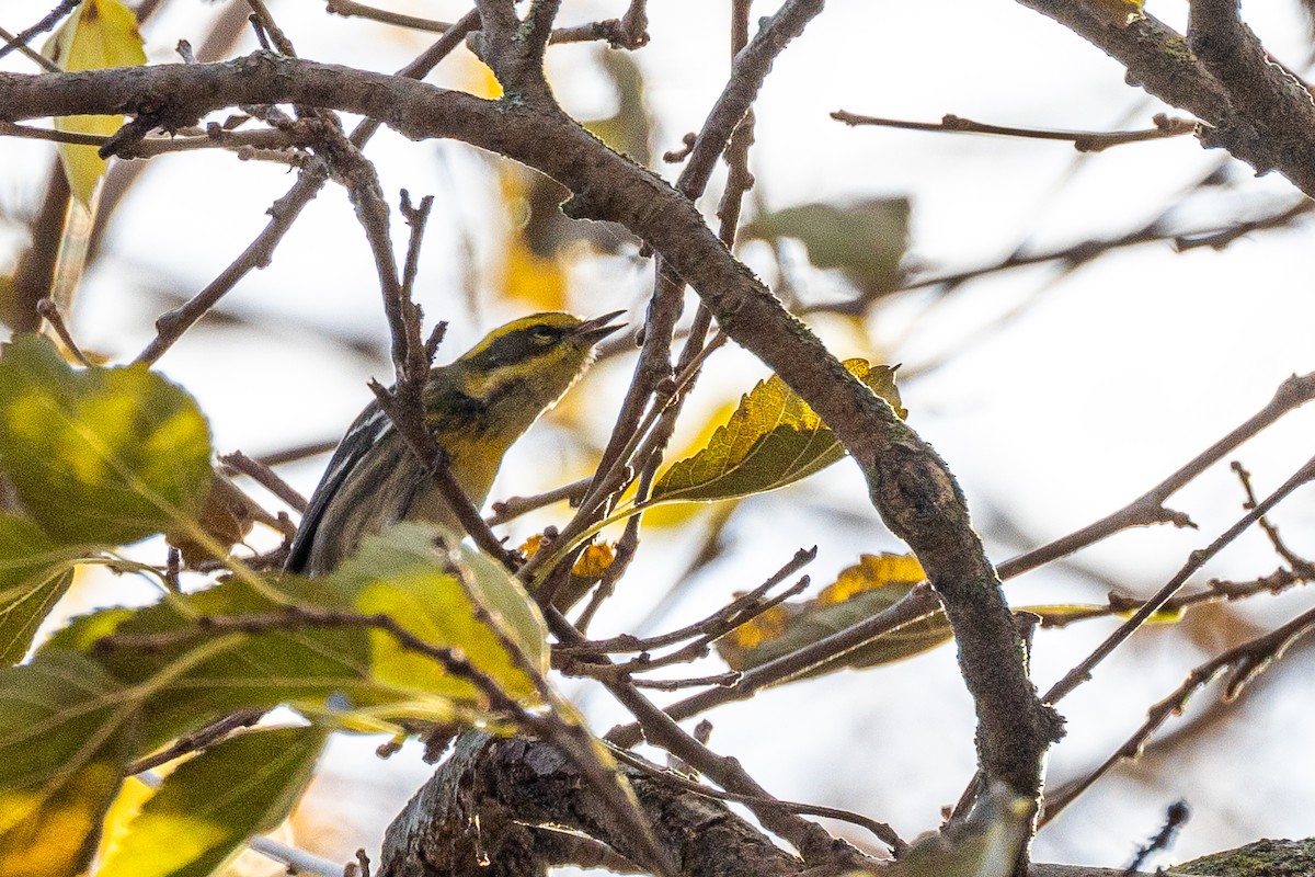Townsend's Warbler - ML645797729