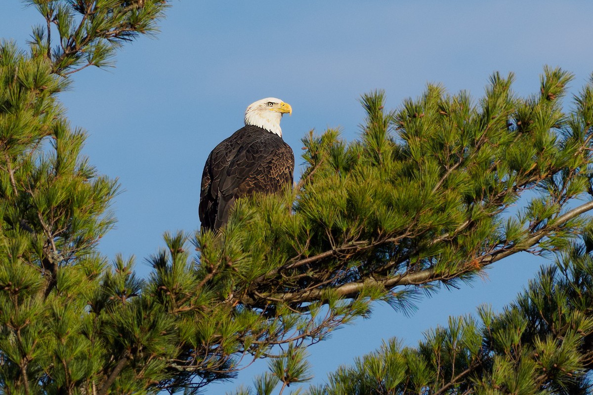 Bald Eagle - ML645797732