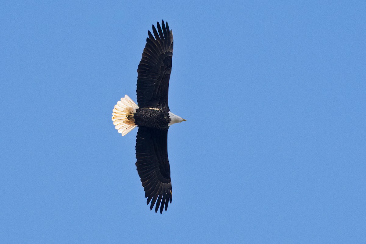 Bald Eagle - ML645797733