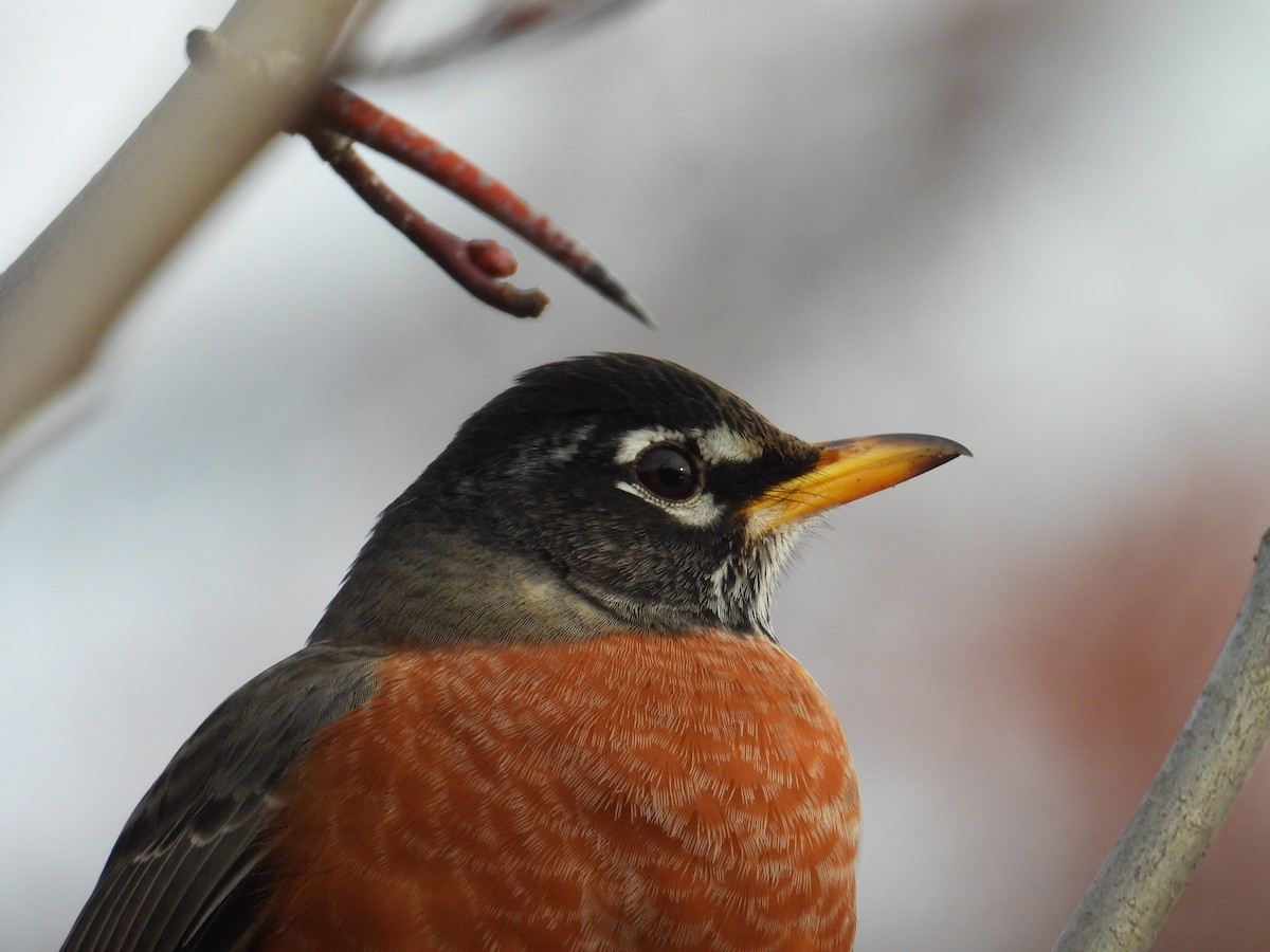 American Robin - ML645797735