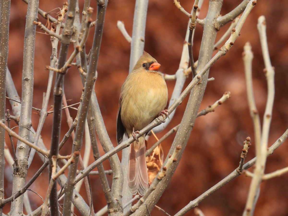 Northern Cardinal - ML645797747