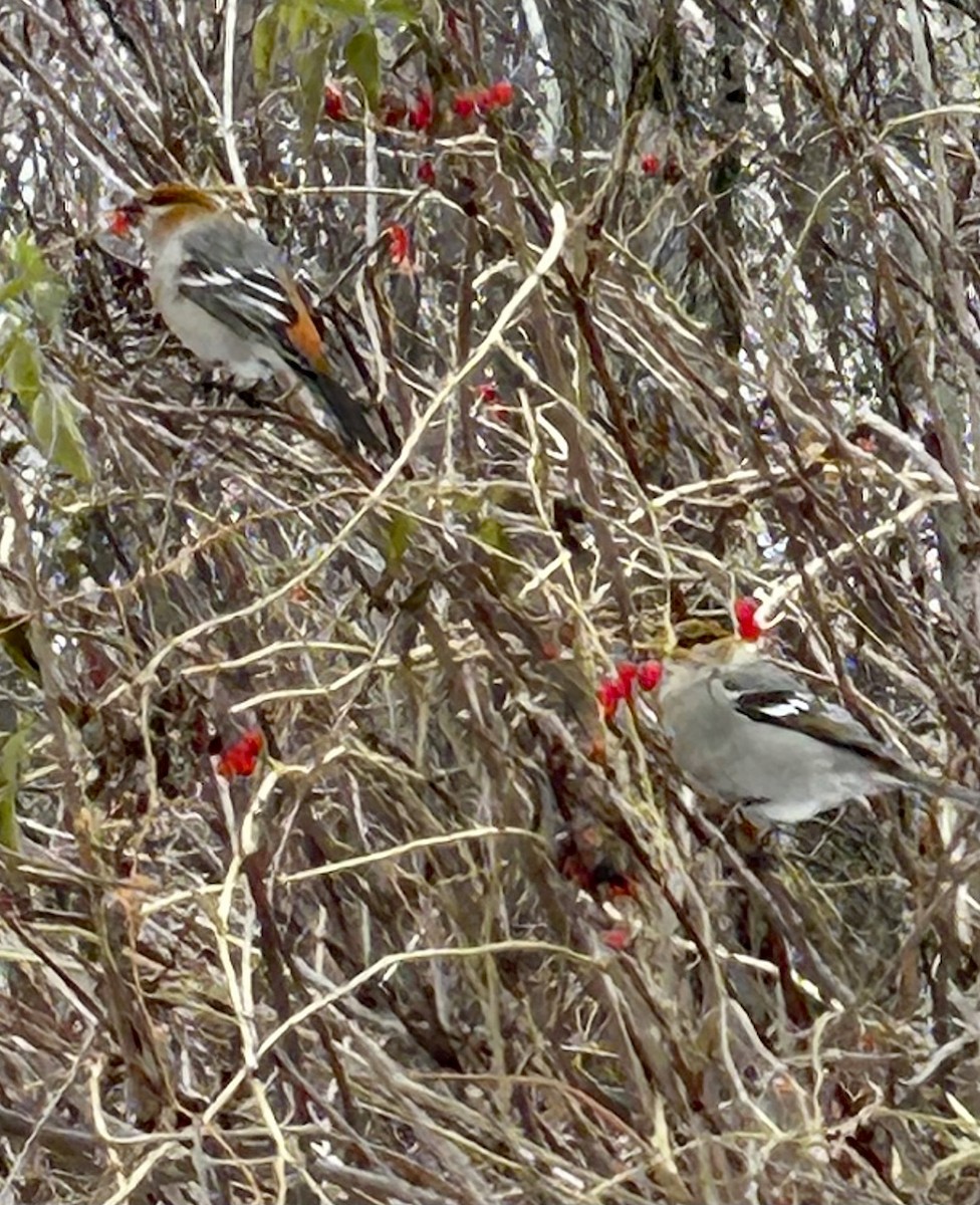 Pine Grosbeak - ML645797750